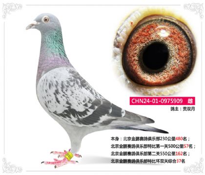 北京金鵬賽鴿俱樂部特比環(huán)雙關(guān)綜合37名 雌