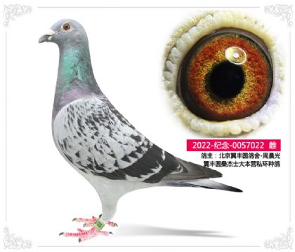 翼豐圓桑杰士大本營私環(huán)種鴿022 雌