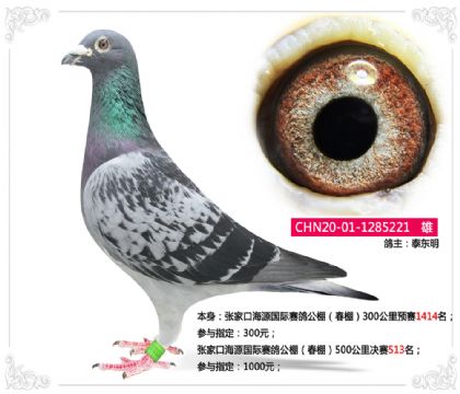 張家口海源國際賽鴿公棚(春棚)500公里決賽513名 雄