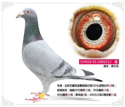 北京藝嘉凱旋賽鴿俱樂部520公里特比環(huán)28名 雄