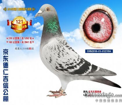 京東德仁吉信公棚500公里決賽121名 雌