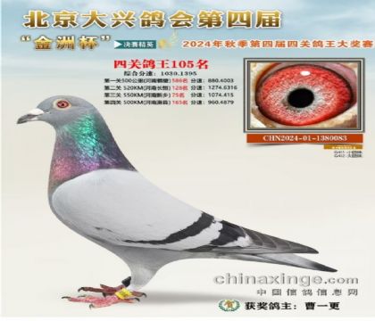 北京大興鴿會“金洲杯”四關(guān)綜合105名 雌