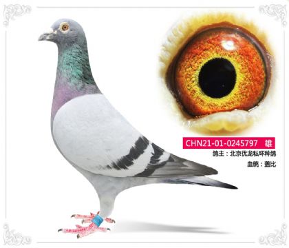 北京優(yōu)龍私環(huán)種鴿---蓋比797 雄