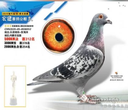 河北宏建賽鴿公棚500公里決賽312名 雄