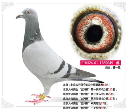北京大興鴿會“金洲杯”三關(guān)綜合97名 雌