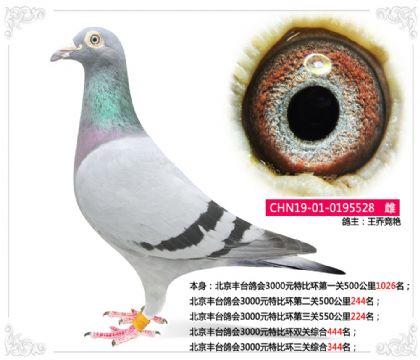王喬競艷-北京豐臺鴿會3000元特比環(huán)三關(guān)綜合344名 雌
