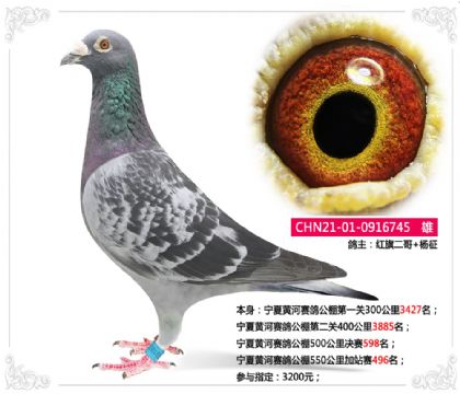 寧夏黃河賽鴿公棚500公里決賽598名 雄