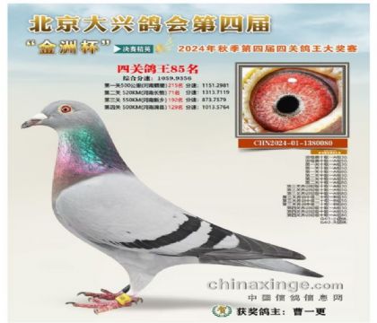 北京大興鴿會“金洲杯”金洲杯四關(guān)綜合85名 雌