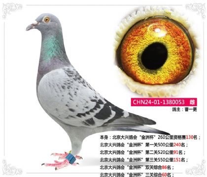 北京大興鴿會“金洲杯”三關(guān)綜合60名 雌