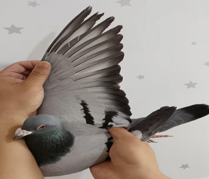 25