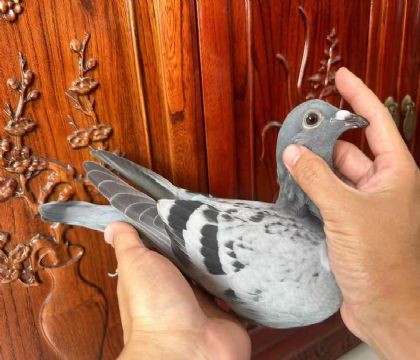 _(ti)󱱅^(q)ِxW.ՠ˹Ѫ329̖(ho)