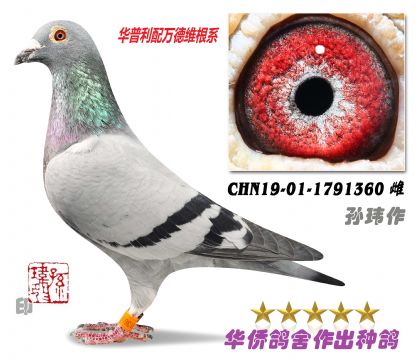 2̖--AfSϵ1791360-