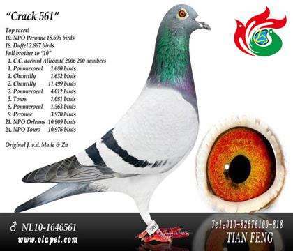 561
