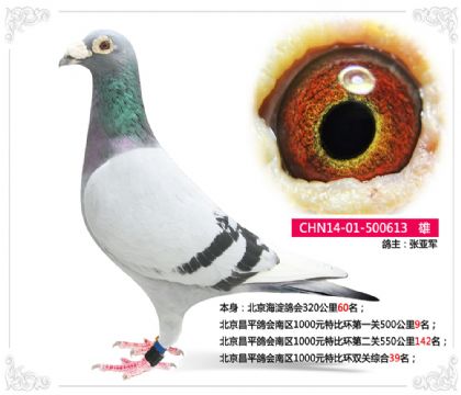北京昌平鴿會南區(qū)1000元特比環(huán)雙關(guān)綜合39名 雄