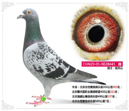 北京永翔賽鴿俱樂部500公里7名 雌