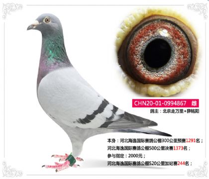 河北海逸國際賽鴿公棚520公里加站賽244名 雌