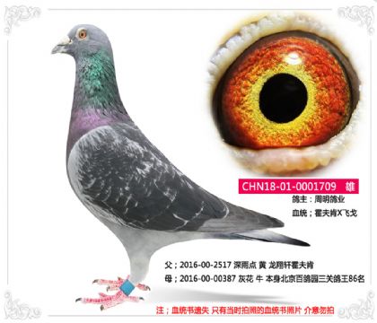 周明鴿業(yè)---霍夫肯X飛戈 709 雄