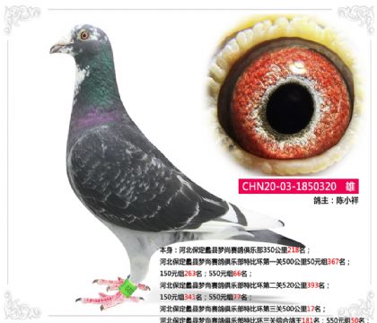 河北保定蠡縣夢尚俱樂部特比三關(guān)500公里17名 雄