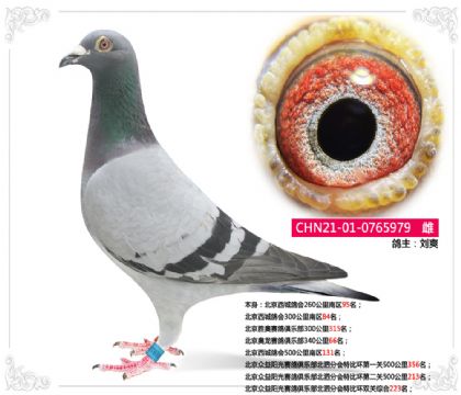 北京眾益陽光賽鴿俱樂部特比環(huán)雙關(guān)綜合223名 雌