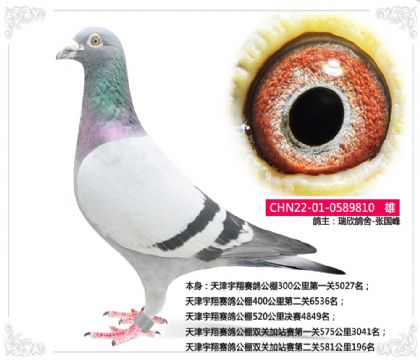 天津宇翔賽鴿公棚雙關(guān)加站賽第二關(guān)581公里196名 雄