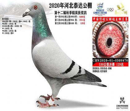 河北泰達(dá)賽鴿公棚530公里決賽129名 雄
