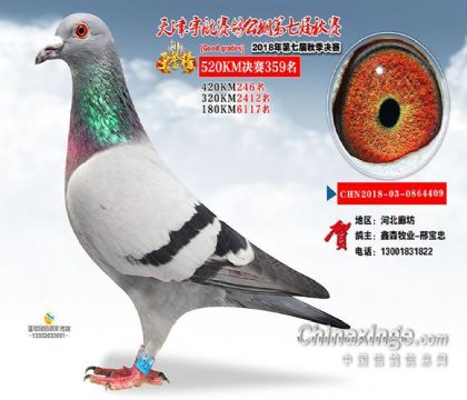 天津宇航賽鴿公棚523公里決賽359名 雄