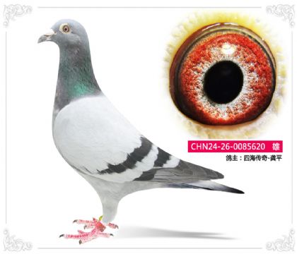 四海傳奇-龔平--620 雄