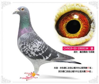 京東德仁吉信公棚500公里決賽234名 雄