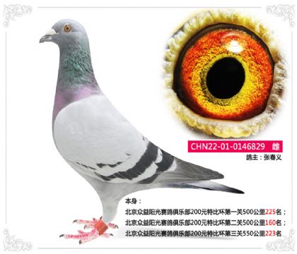 北京眾益陽光賽鴿俱樂部特比環(huán)第三關(guān)550公里223名 雌