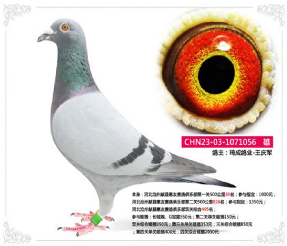 河北滄州獻(xiàn)縣惠友賽鴿俱樂部雙關(guān)綜合495名 雄