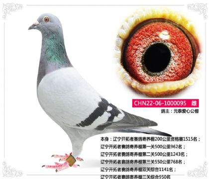 遼寧開拓者賽鴿寄養(yǎng)棚三關(guān)綜合950名 雌