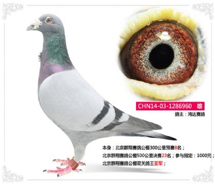 北京群翔賽鴿公棚雙關(guān)鴿王亞軍 雄