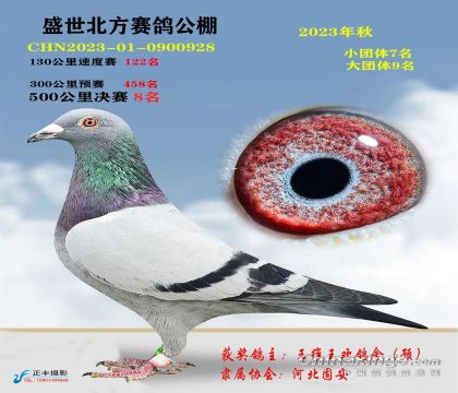 河北盛世北方試驗(yàn)鴿棚500公里決賽8名 雄