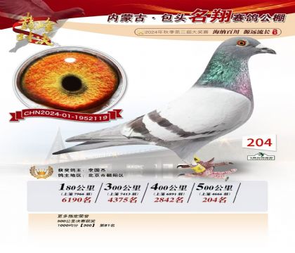 內(nèi)蒙名翔賽鴿公棚500公里決賽204名 雄
