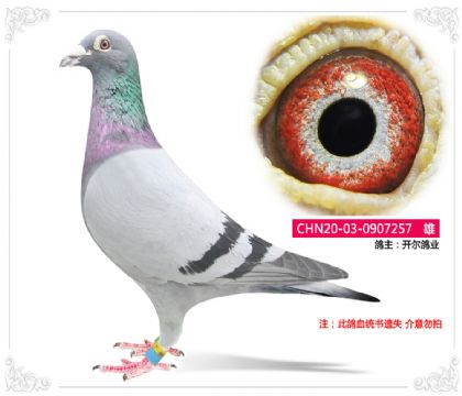 開爾鴿業(yè) ---257 雄