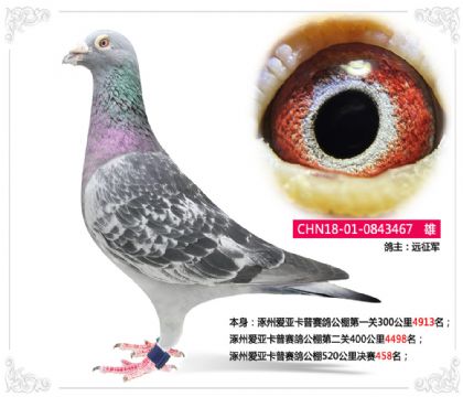 涿州愛亞卡普賽鴿公棚520公里決賽458名 雄