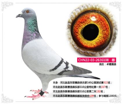 河北趙縣東聯(lián)賽鴿俱樂部雙關(guān)綜合139名 雌