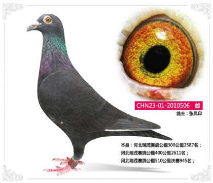 河北瑞茂賽鴿公棚510公里決賽945名 雌