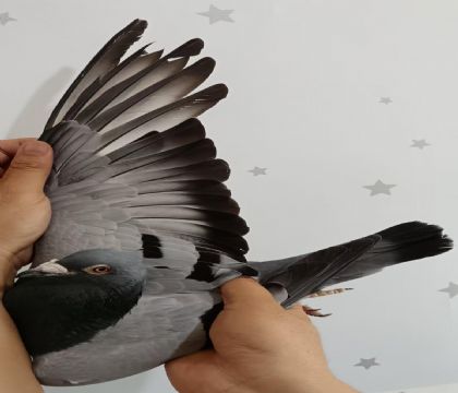 20