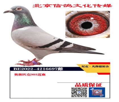 尼科凡穆德原舍 艾尼克
