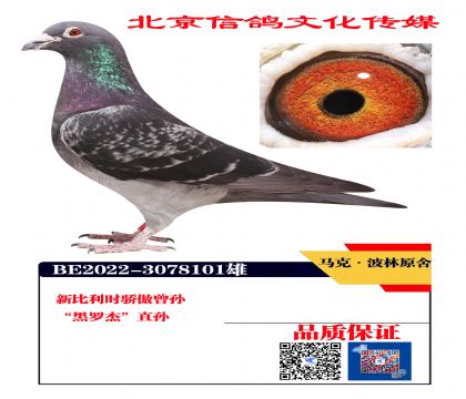 馬克波林原舍 黑羅杰孫