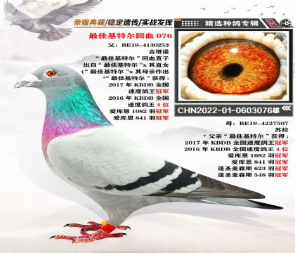 “最佳基特爾076” 近親回血