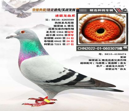 速霸龍 血系 大銘鴿“利蒙治號”孫女 做育