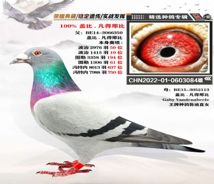 蓋比-凡得那比 “魯?shù)稀敝迸?近親回血