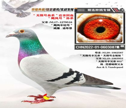 威廉-迪布恩血系 “無限號” 近親回血 “颶風(fēng)號”孫系