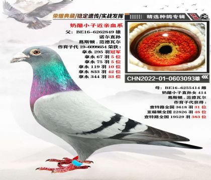 葛斯頓-范德瓦爾 “奶酪小子” 近親回血 超級種雄