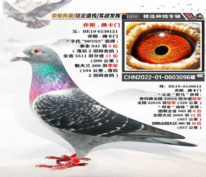 喬斯-佛卡門血系 “野馬號”近親回血 比利時印鈔機