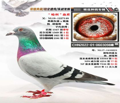“哈利”血系 楊-胡曼斯 近親回血