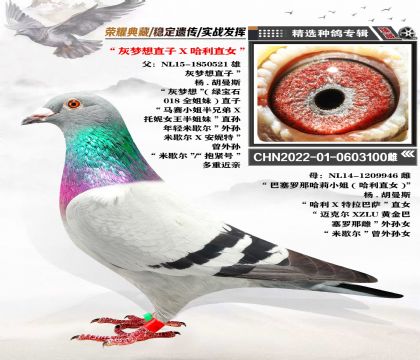 “灰夢想直子X哈利直女” 楊-胡曼斯 近親回血