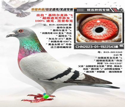 迪克-凡登布克血系 “基特爾”直孫X“超級迪克”外孫女
